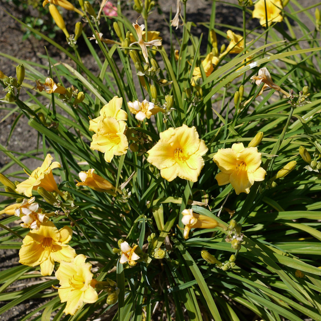 Daylily - Hemerocallis 'Stella De Oro'