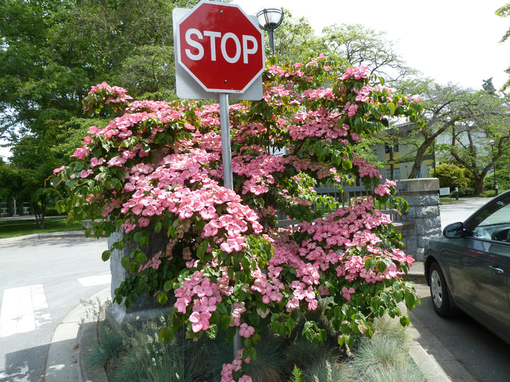 Flowering Dogwood 'Satomi'