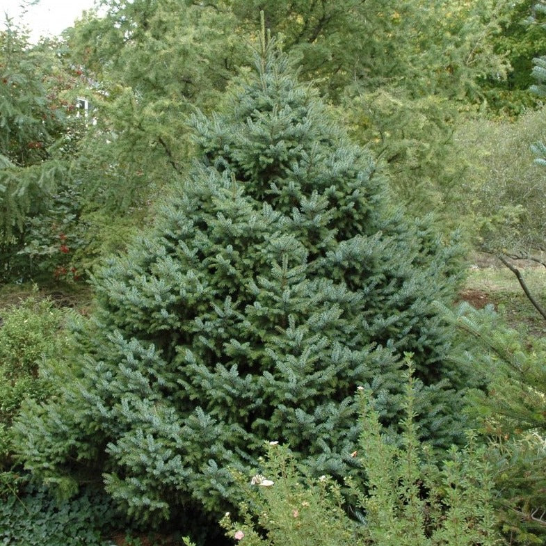 Serbian Spruce, Dwarf - Picea omorika 'Nana'