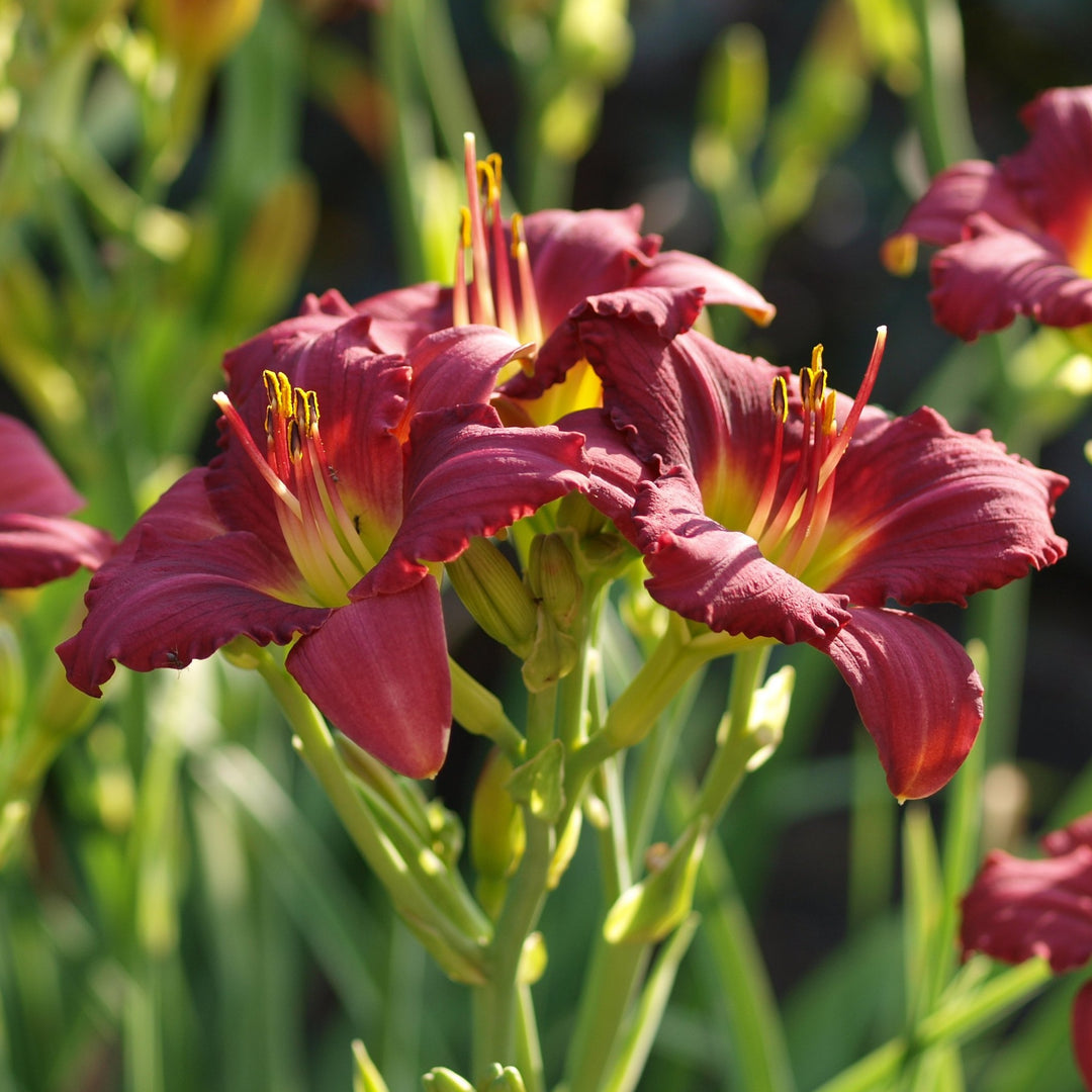 Daylily - Hemerocallis 'Pardon Me'