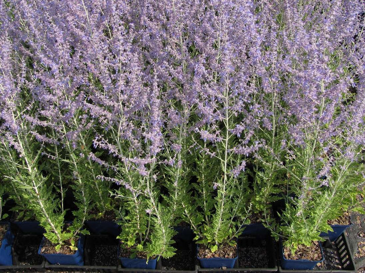 Perovskia atriplicifolia 'Russian Sage'