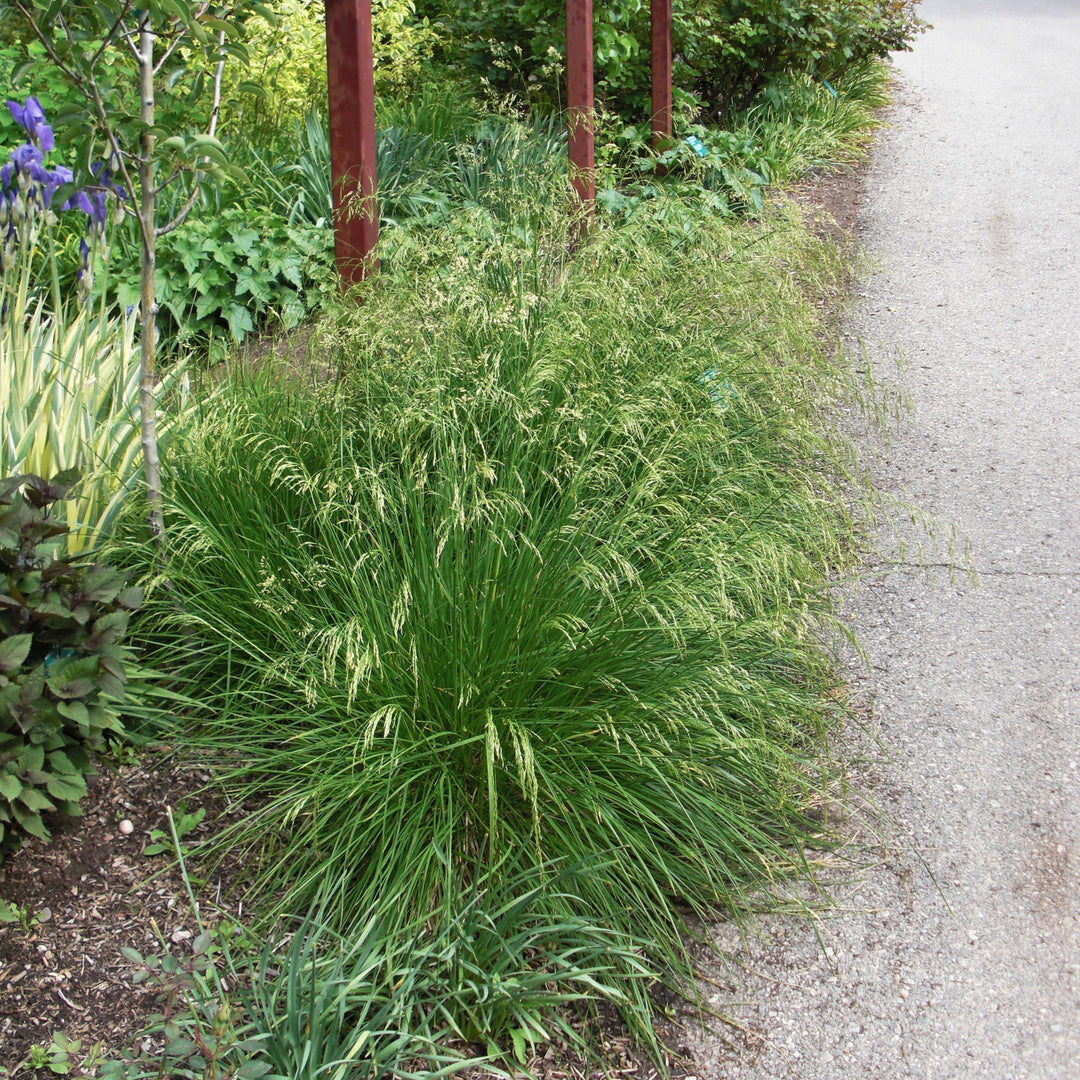 Deschampsia 'Tufted Hair'