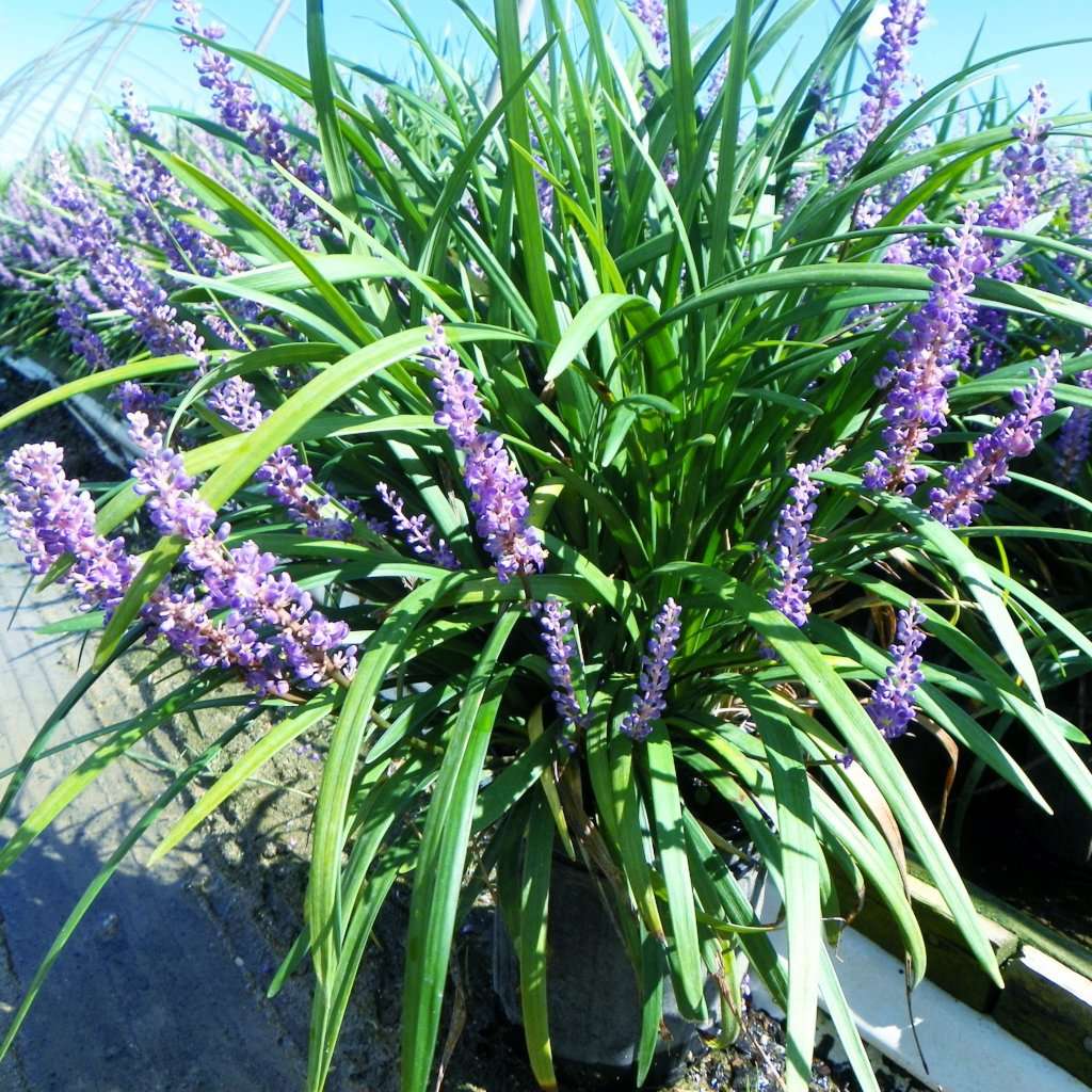 Liriope muscari 'Super Blue'