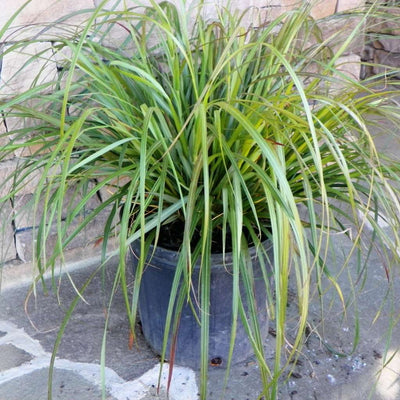 ‘Black Flowering Fountain Grass' - Pennisetum alopec 'Moudry'