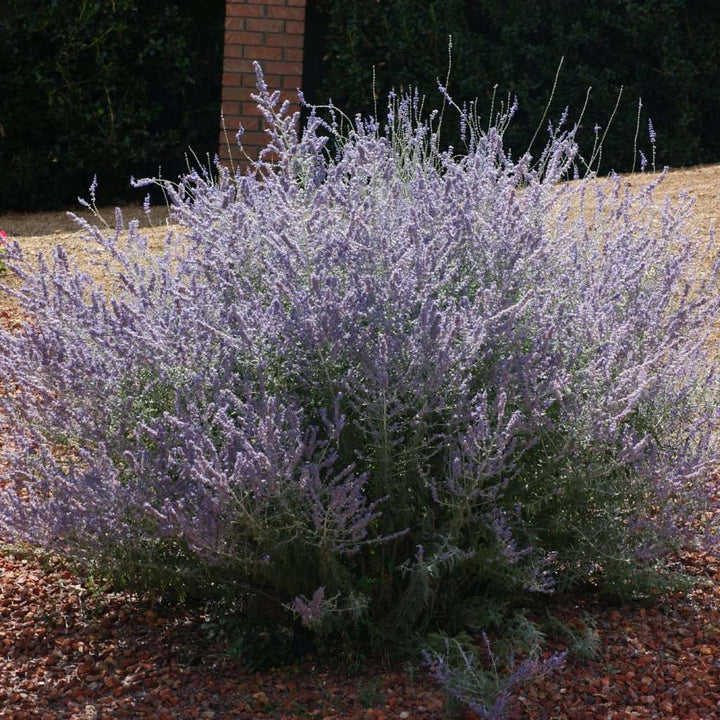 Perovskia atriplicifolia 'Russian Sage'