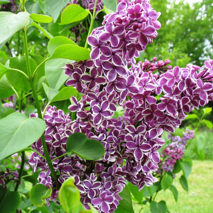 Lilac 'Sensation'