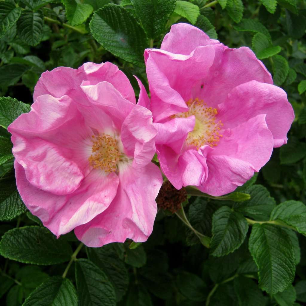 Rosa rugosa