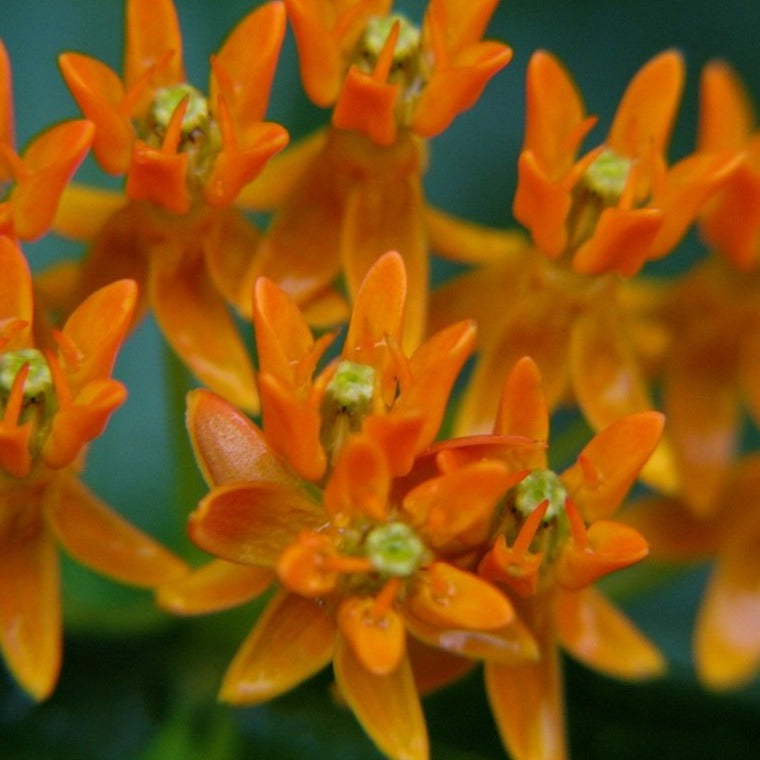 Butterfly Weed - Asclepias Tuberosa