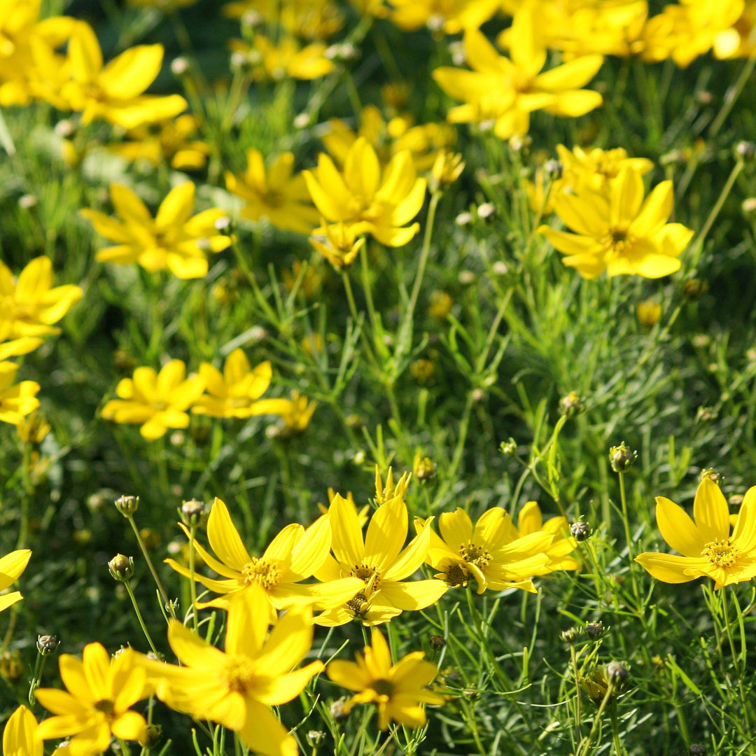 Tickseed - Coreopsis 'Moonbeam'