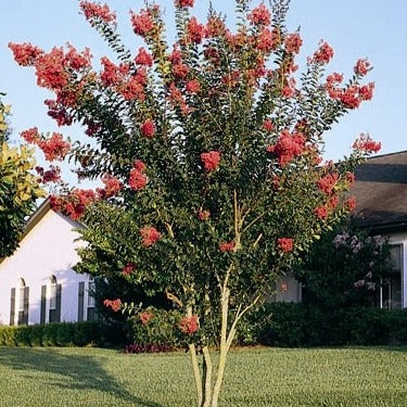 Crape Myrtle 'Tuscarora' (Pink)