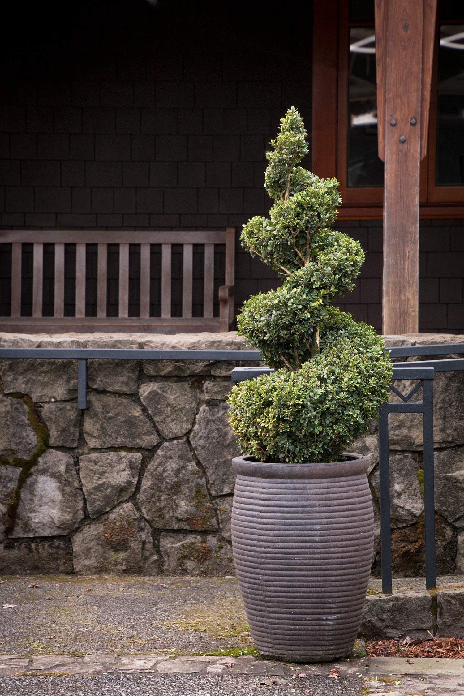 Buy Green Mountain Boxwood Online | Evergreen Shrubs | Bay Gardens