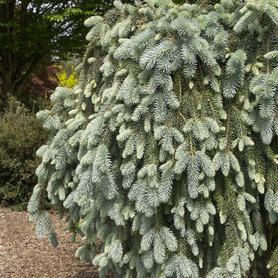 Blue Spruce - Picea pungens 'Pendula' 'Weeping Colorado'