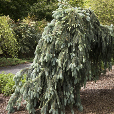 Blue Spruce - Picea pungens 'Pendula' 'Weeping Colorado'