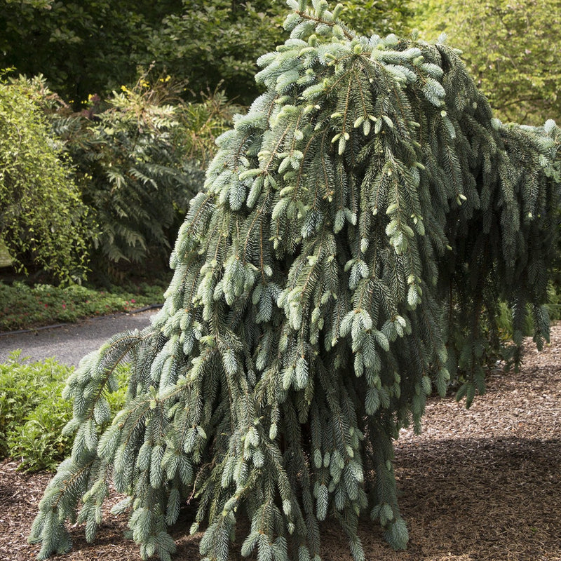 Blue Spruce - Picea pungens &