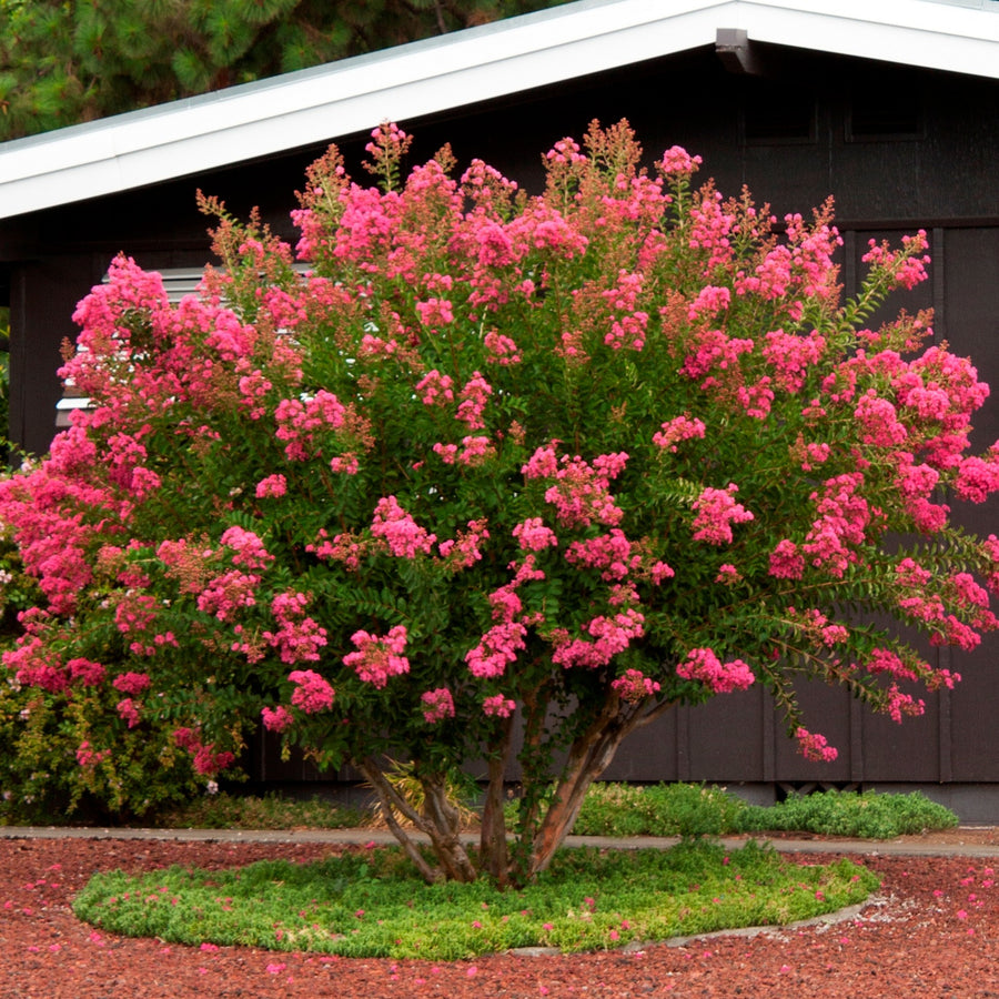 Crape Myrtle 'Muskogee' (Lavender) – Bay Gardens