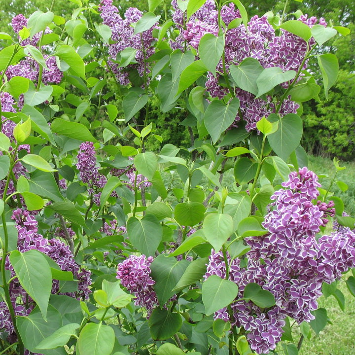Lilac 'Sensation'