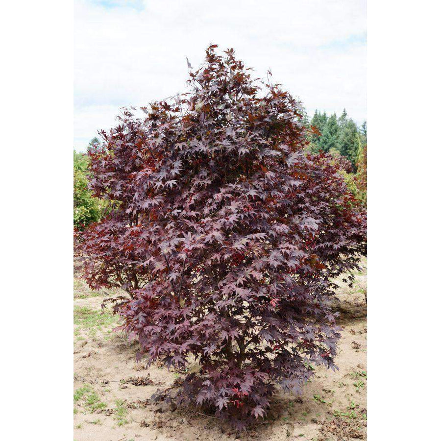 Acer palmatum 'Bloodgood' | Bay Gardens Online Nursery