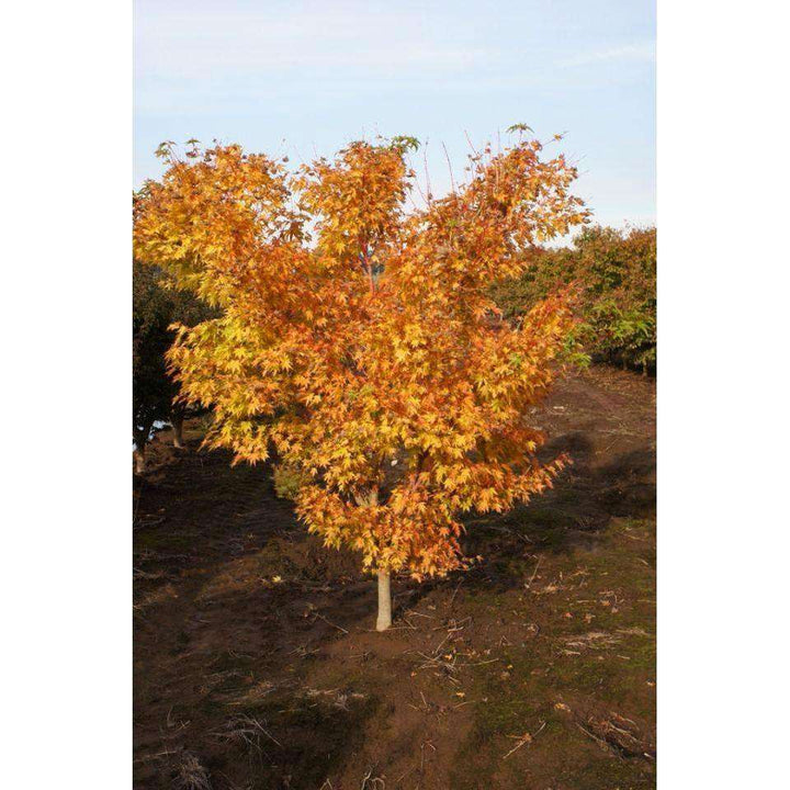 Japanese Maple 'Coral Bark'