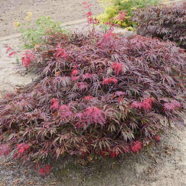 Japanese Maple 'Tamukeyama'