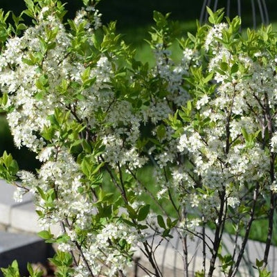 Prunus Beach Plum