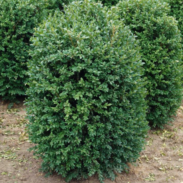 Boxwood 'Newport Blue'