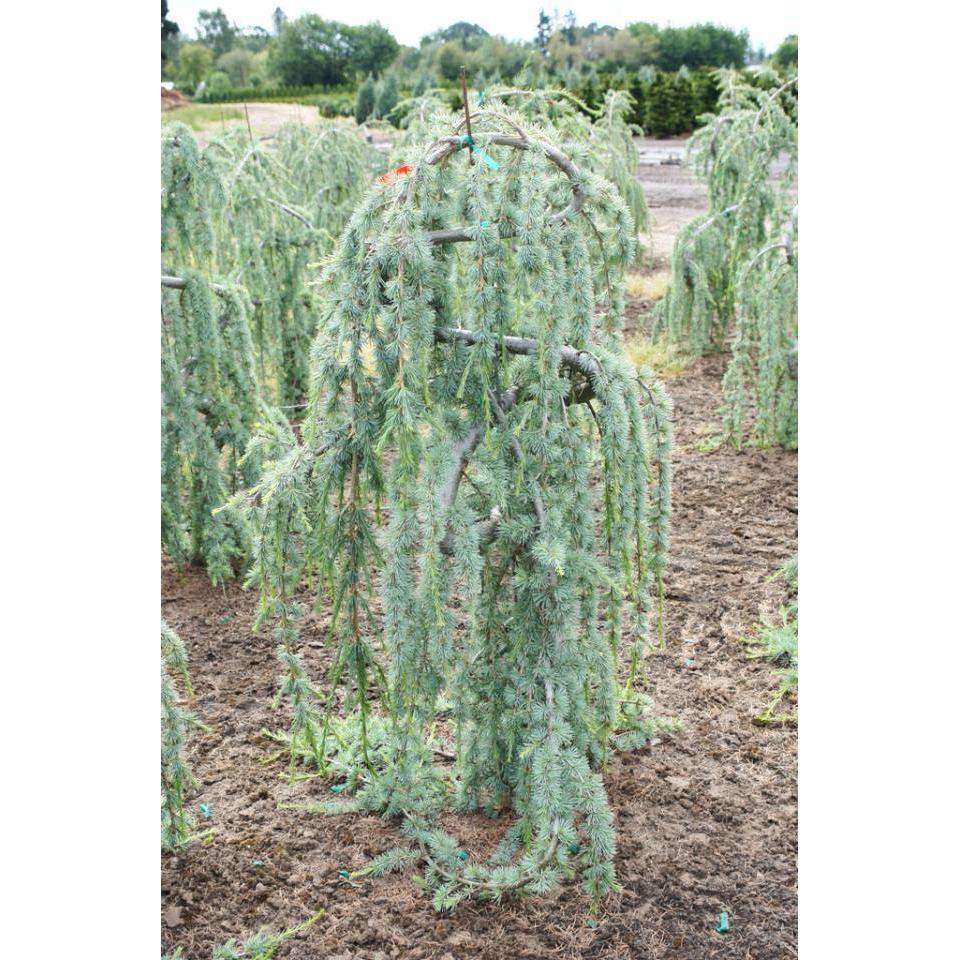 Weeping Blue Atlas Cedar