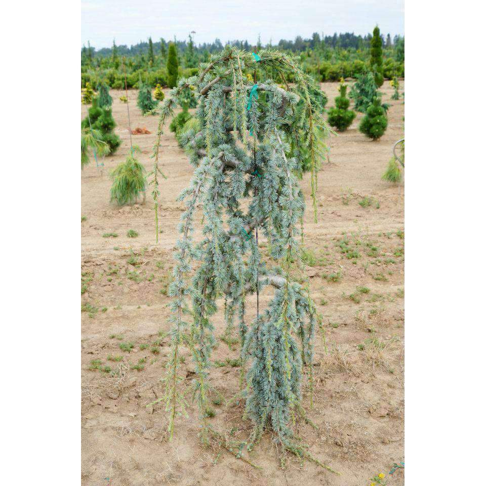 Weeping Blue Atlas Cedar