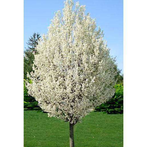 Flowering Pear Tree-Bay Gardens NY-Bay Gardens