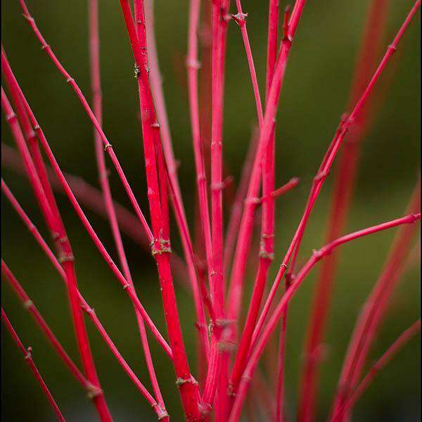 Japanese Maple 'Coral Bark'