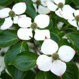Flowering Dogwood 'Kousa'