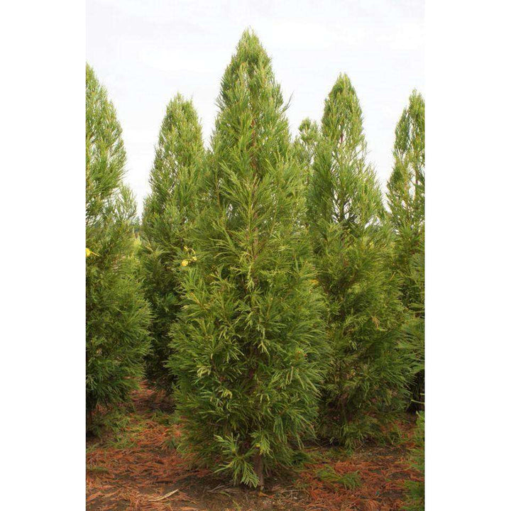 Cryptomeria_japonica_Yoshino_1