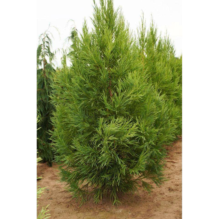 Cryptomeria_japonica_Yoshino__