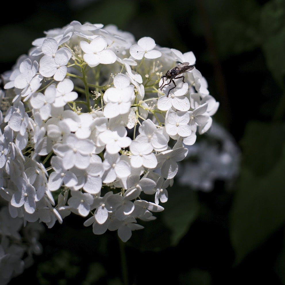 Hydrangea arborescens 'Annabelle'