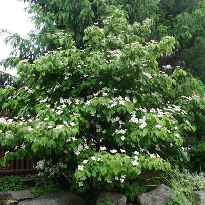 Flowering Dogwood 'Kousa'