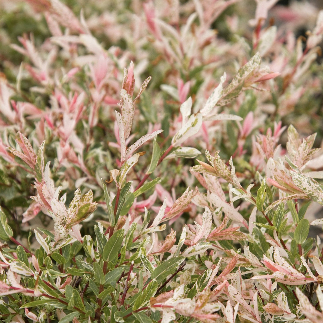 Willow-Salix integra 'Hakuro Nishiki'