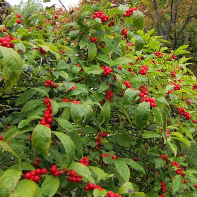 Ilex Verticillata "Winterberry"