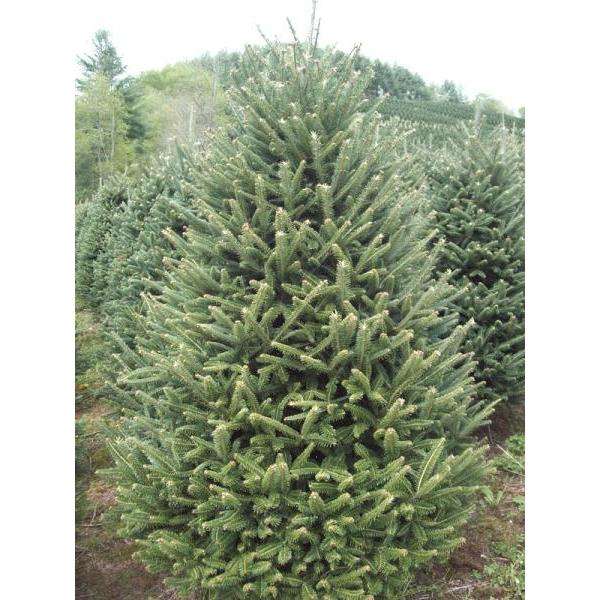 Fraser Fir Christmas Tree: Premium