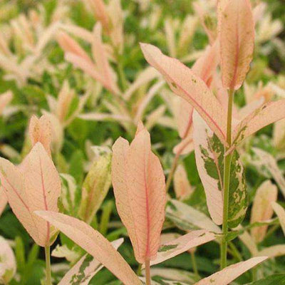 Willow-Salix integra 'Hakuro Nishiki'