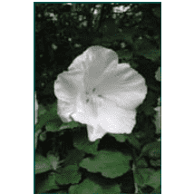 Hibiscus syriacus 'Diana'-Bay Gardens NY-Bay Gardens
