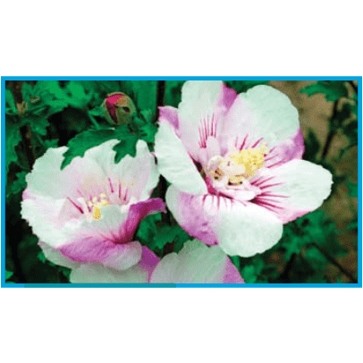 Hibiscus syriacus First Editions® 'Fiji' ('Minspot')-Bay Gardens NY-Bay Gardens