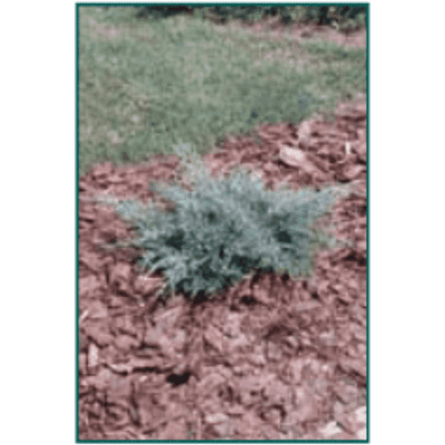 Juniperus chinensis 'Angelica Blue'-Bay Gardens NY-Bay Gardens