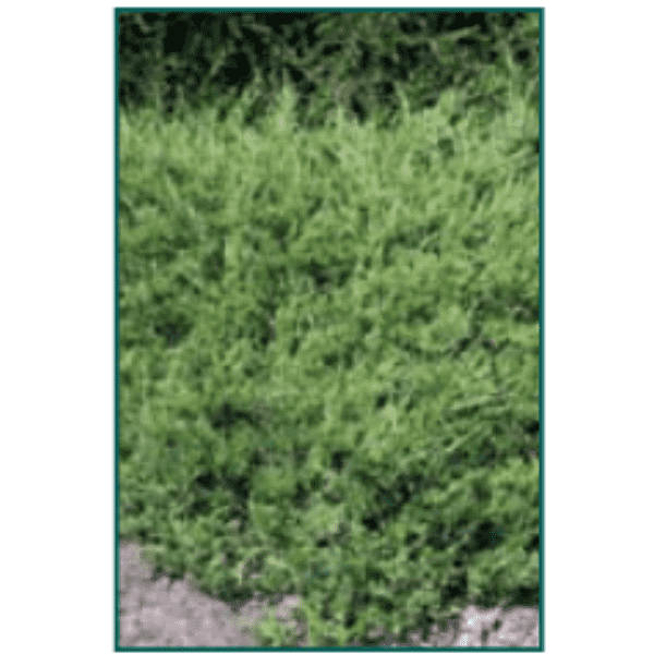 Juniperus chinensis 'Sargentii'-Bay Gardens NY-Bay Gardens