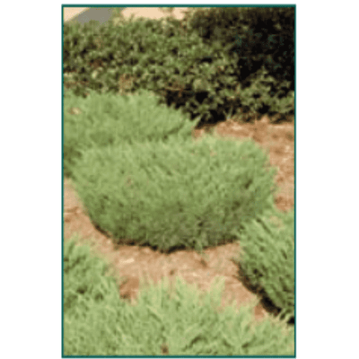 Juniperus horizontalis 'Plumosa' ('Andorra')-Bay Gardens NY-Bay Gardens