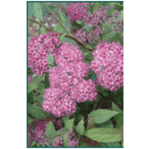 Spiraea x bumalda 'Anthony Waterer'-Bay Gardens NY-Bay Gardens