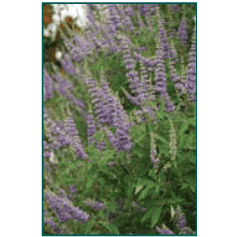 Vitex agnus-castus 'Shoal Creek'-Bay Gardens NY-Bay Gardens