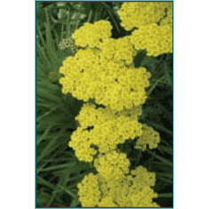 Achillea x 'Moonshine'-Bay Gardens NY-Bay Gardens