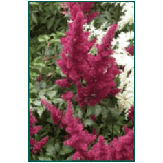  Buy Astilbe 'Fanal" Online | Shade & Sun Perennials for Sale | Bay Gardens