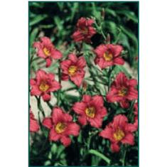 Hemerocallis 'Pardon Me'-Bay Gardens-Bay Gardens