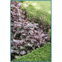 Heuchera americana 'Palace Purple'-Bay Gardens NY-Bay Gardens