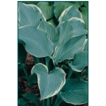 Hosta 'Regal Splendor'-Bay Gardens NY-Bay Gardens